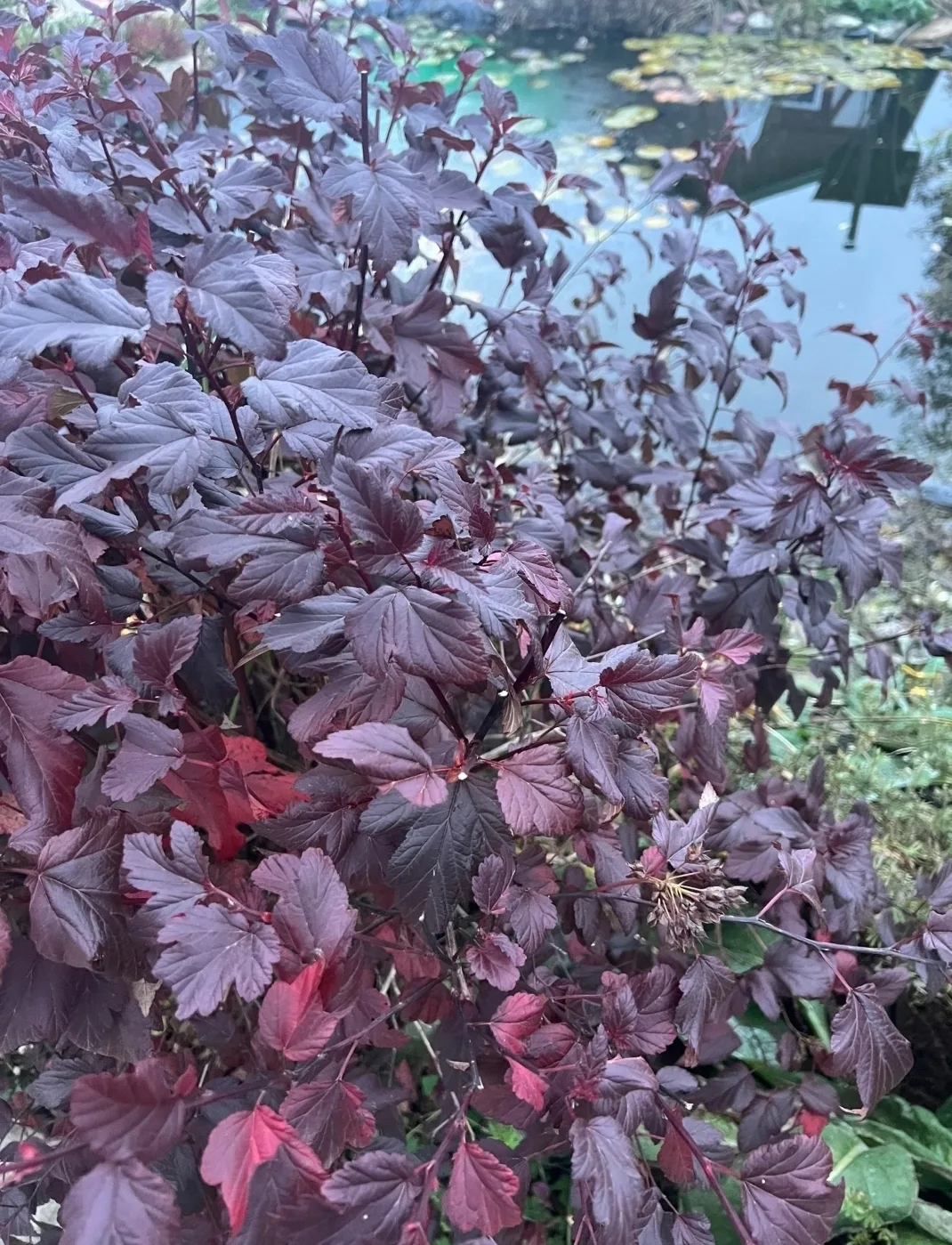 РАСТЕНИЯ ДЛЯ ОСЕННЕЙ ОБРЕЗКИ🌿🍂✂