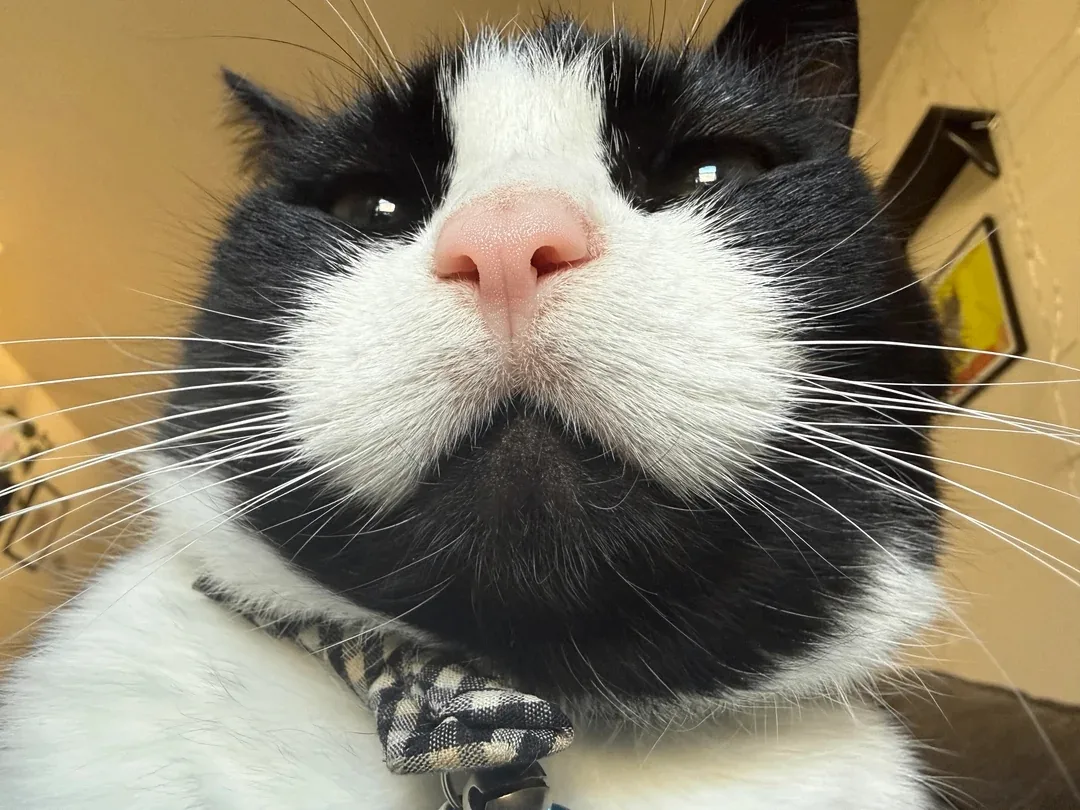 Спиннер - кошачья версия 😺