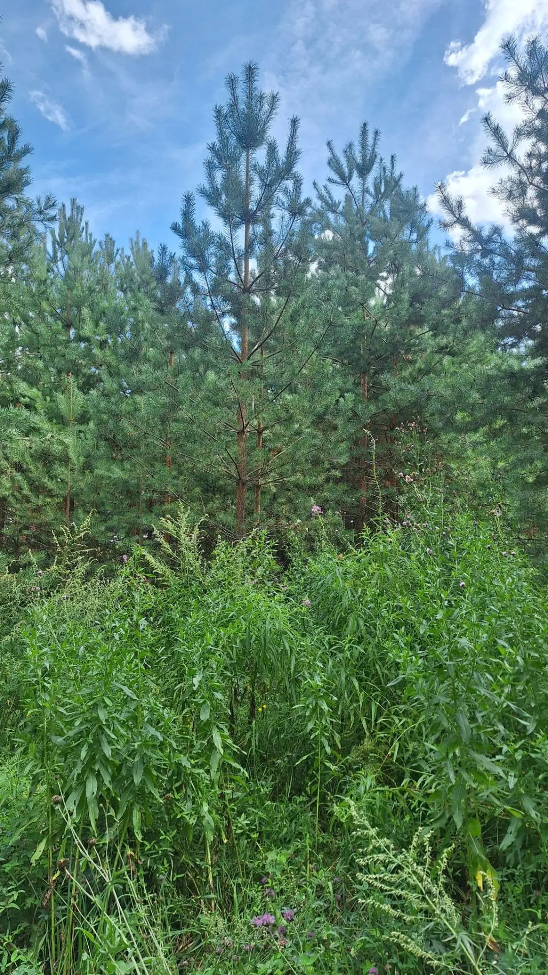 На сегодня всё.
Спокойной ночи.
Завтра будет новый день ❤️❤️❤️