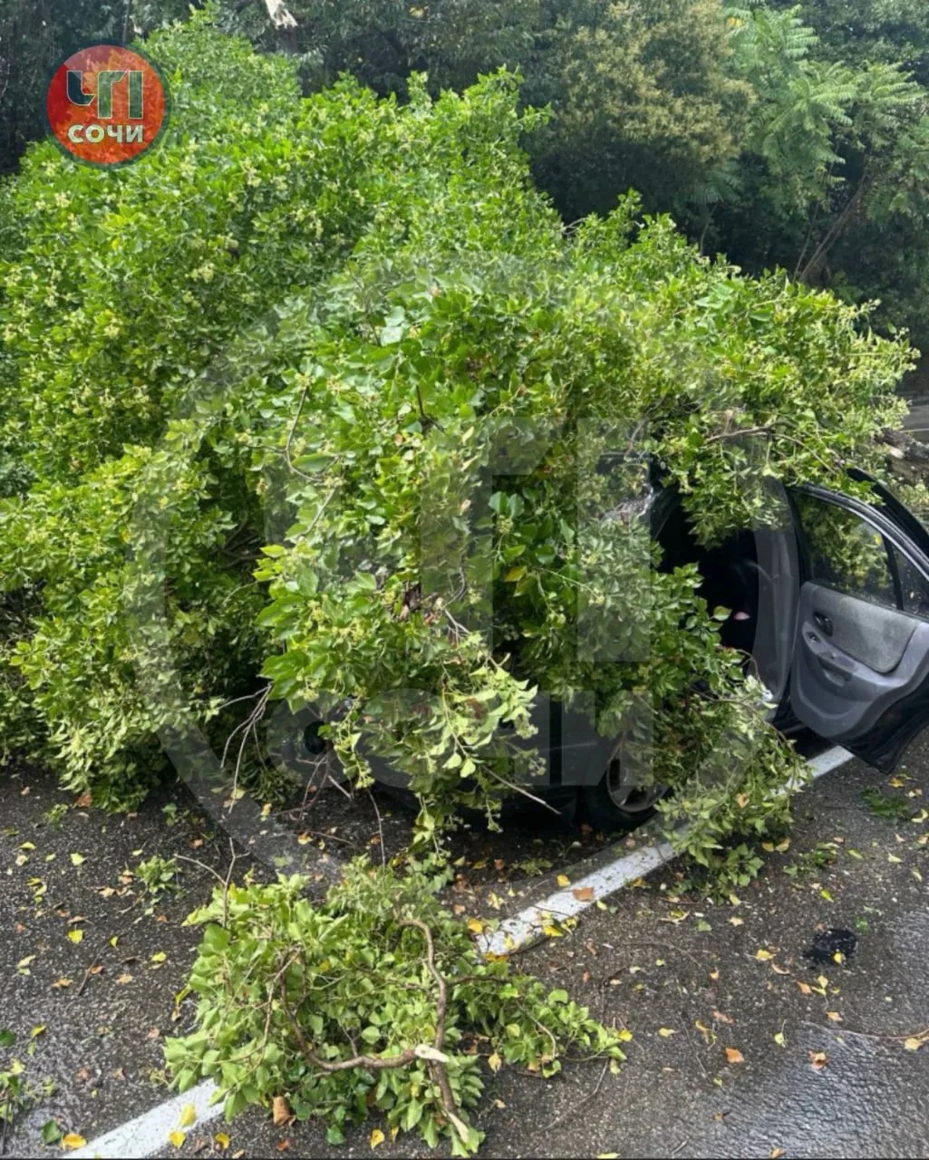 🌳 Дерево рухнуло на автомобиль на улице Виноградной