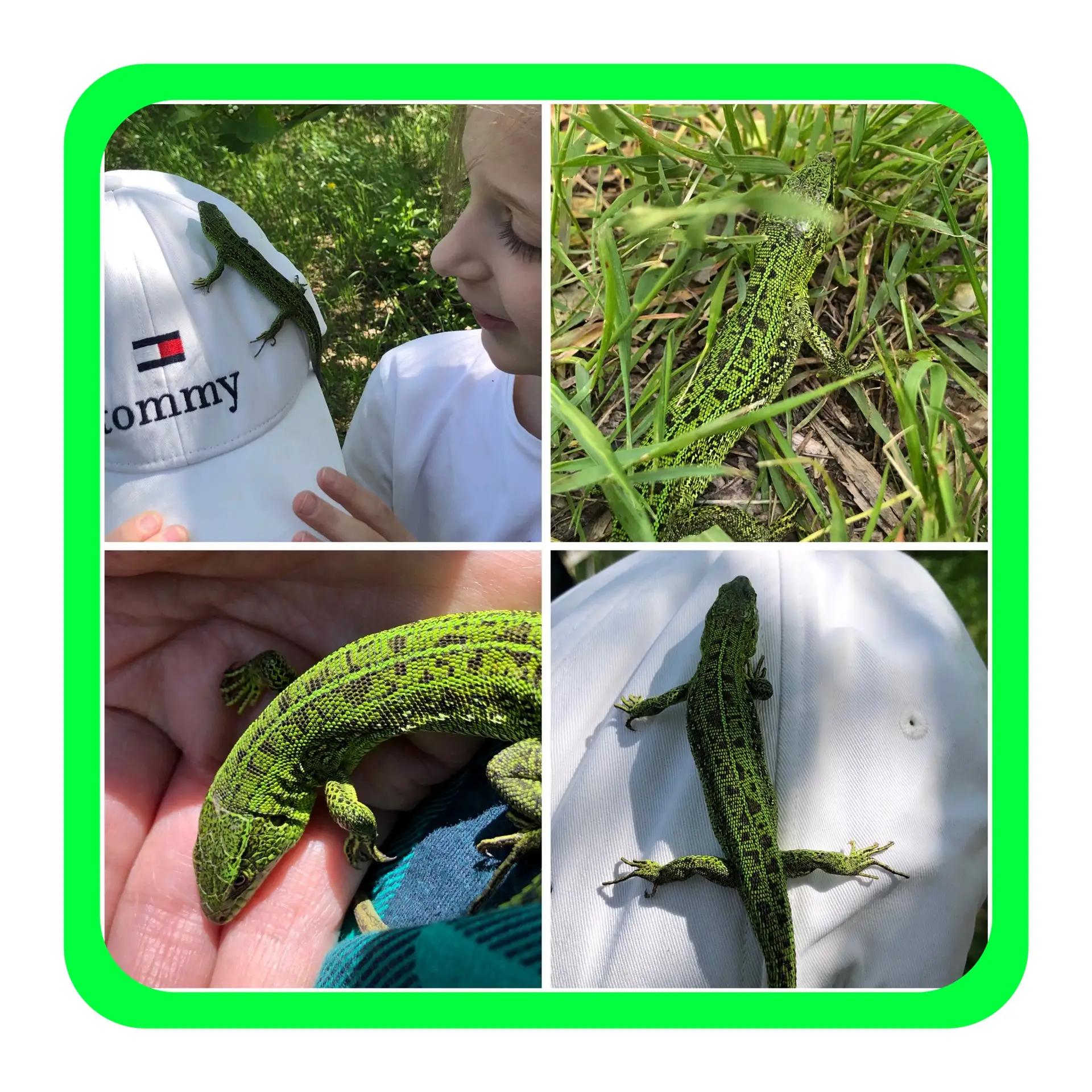 🦎Нашли мы ящерку в траве