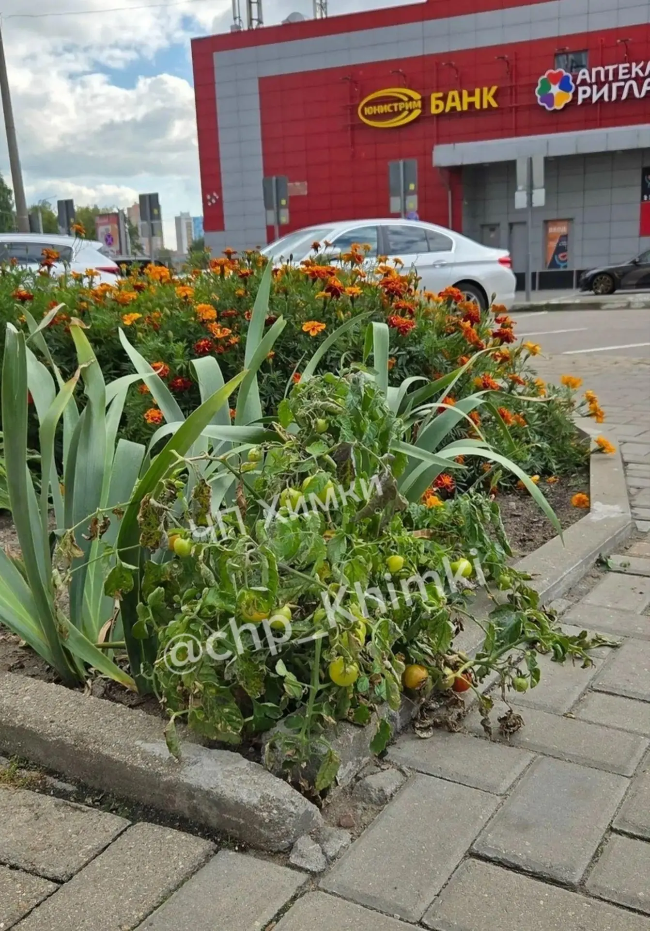 🌸🍅 Необычная клумба у ТЦ «Новые Химки»!
