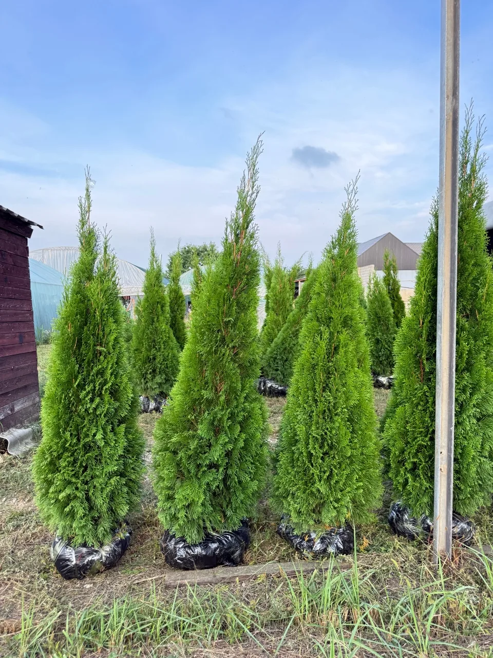 В продаже шикарные Туи , сорт галандский смарагд.
