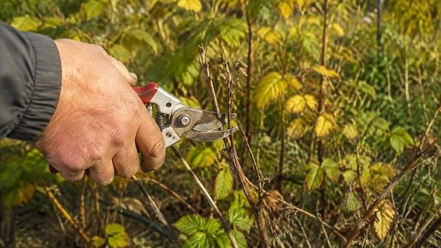 🍓После сбора последних ягод малину нельзя оставлять без внимания. О том, как правильно...