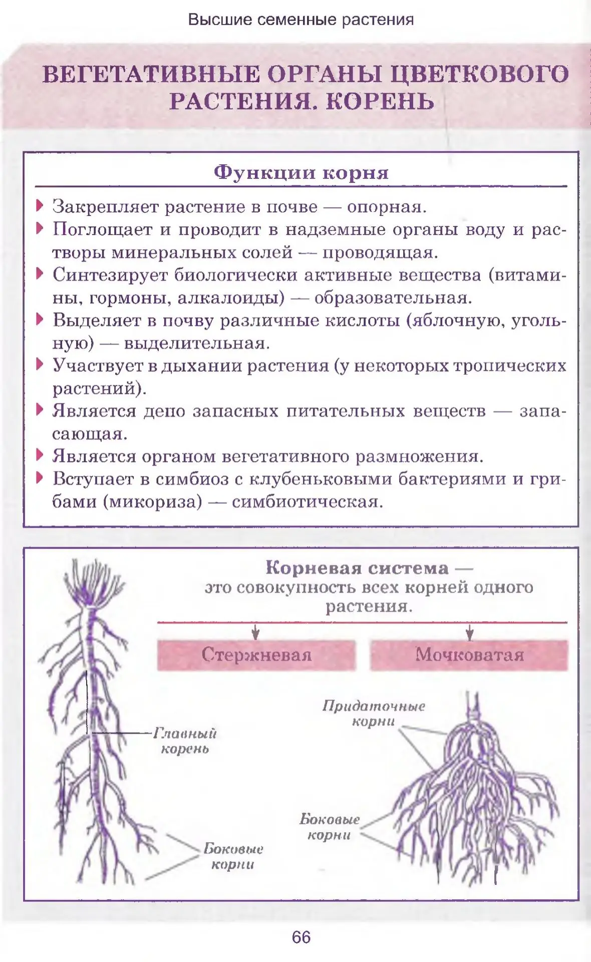 Корень