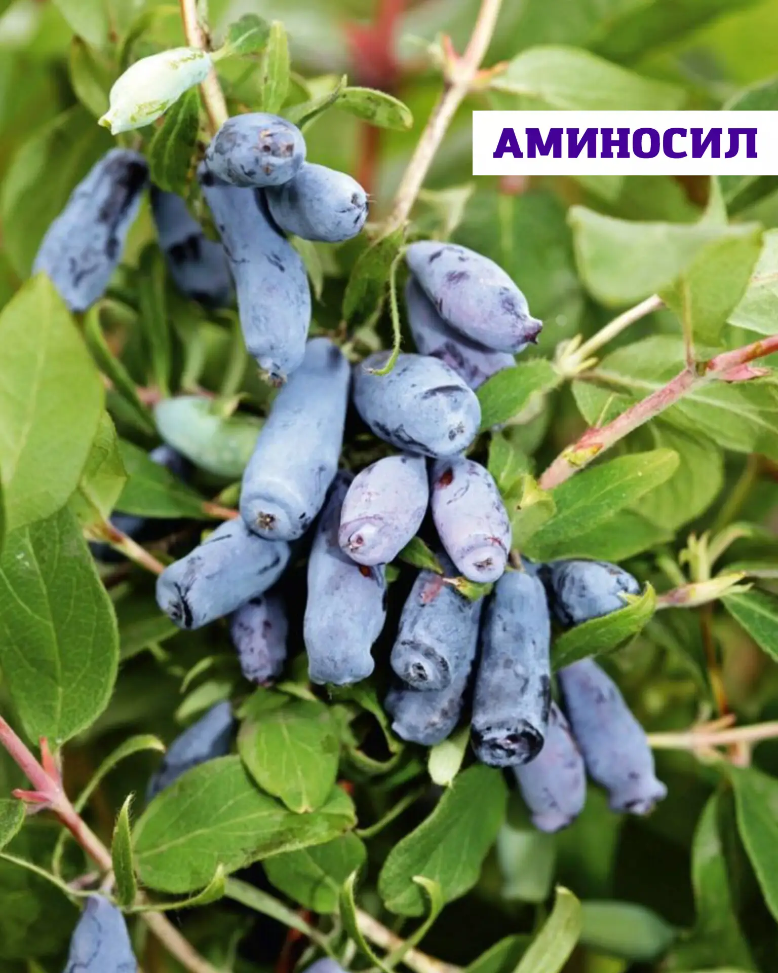 🫐Жимолость — это неприхотливая, вкусная и очень полезная ягода.   Она хорошо подходит для большинств
