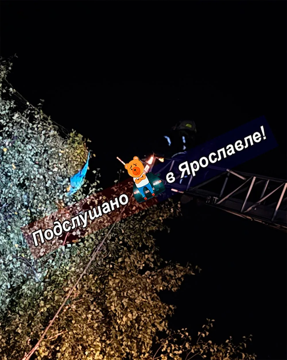 Попугая из Ярославского зоопарка нашли и спасли в Норском 👌