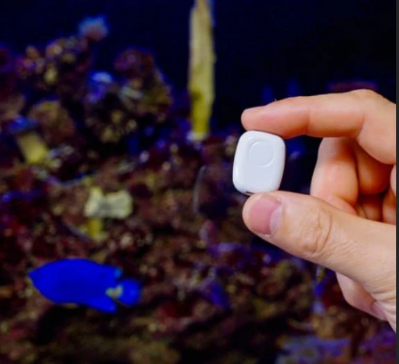The Pill от Shelly: