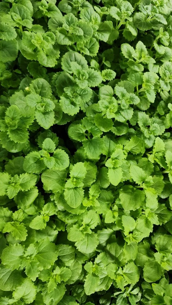 Ещё только начало февраля, а уже столько красоты наросло 😍🌱
