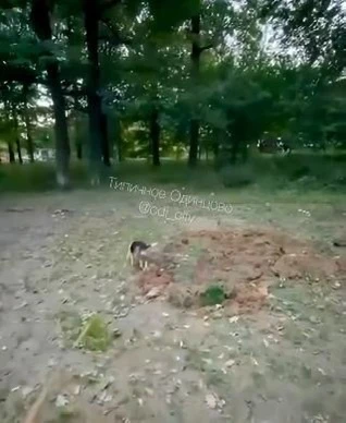 🐕 В Одинцово бесследно исчезла собачья площадка — никто не предупреждал