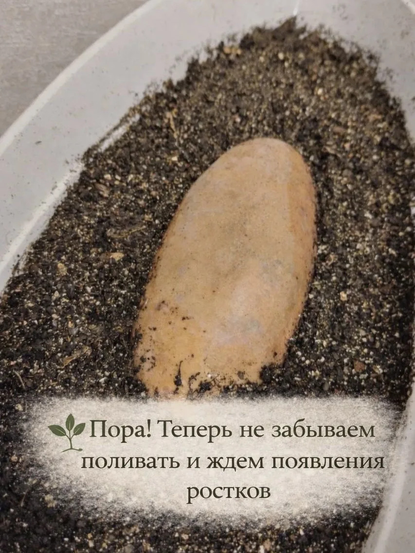 ⚡️ГЛАВНЫЙ СЕКРЕТ УРОЖАЙНОГО БАТАТА (спойлер: не полив!)✨