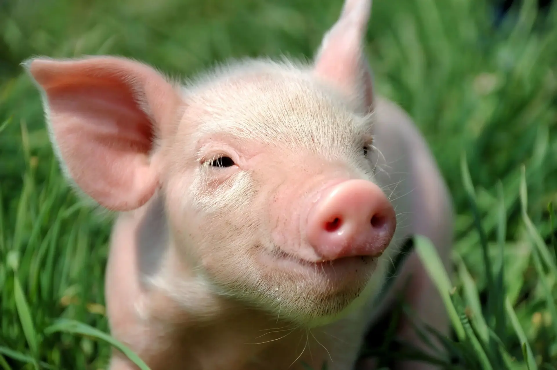 🐷 АЧС : что нужно знать каждому владельцу‼‼