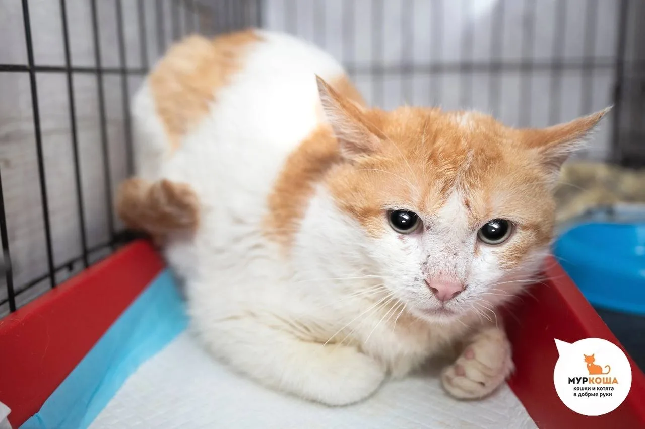 Успехи адаптации зайки Ерша, спасённого из неблагополучной квартиры. 🥹 Пусть скорее найдутся самые 