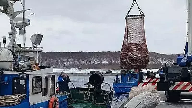 Малая путина на Итурупе продолжает свой ход. На промысле работают уже три предприятия, и их общий ул