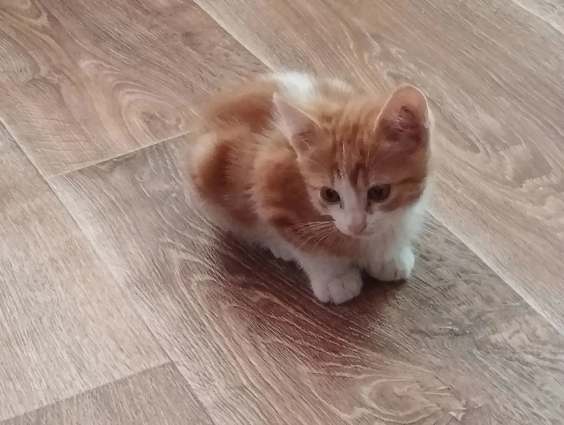 Отдам в добрые руки котика, к лотку приучен. Ласковый, игривый. Раздольное. +79781970424.

Подпишись