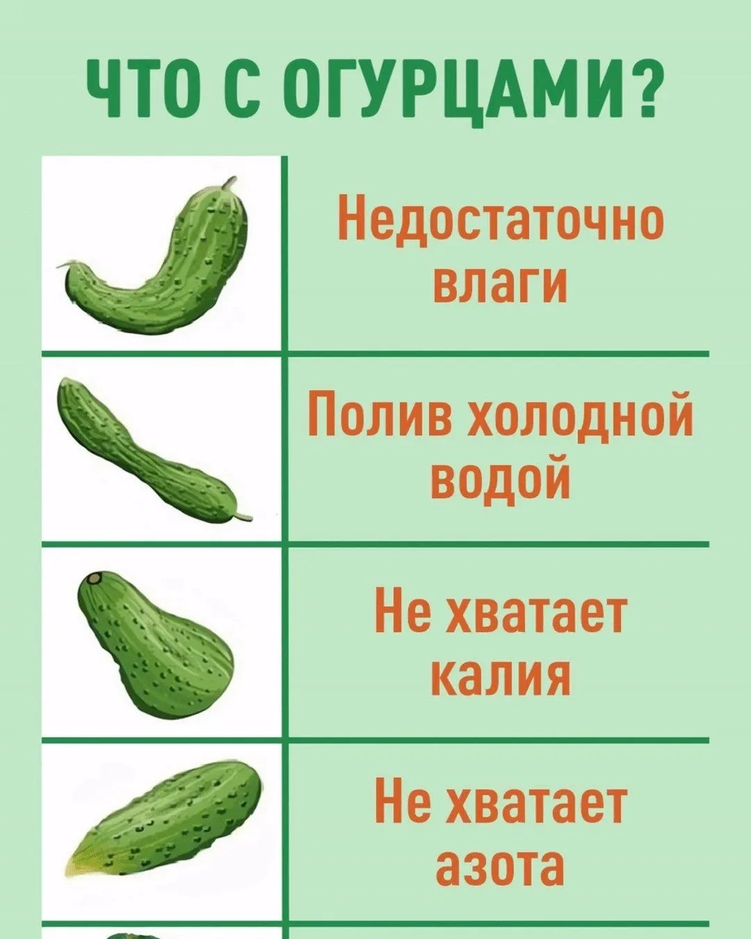 Что с огурцами?🥒

Наглядный справочник деформации плодов и их причин✅

ДАЧНИЦА