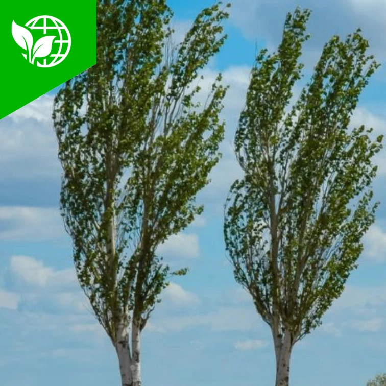 ♻️Деревья могут «сообщать» о засухе тем, как качаются на ветру
