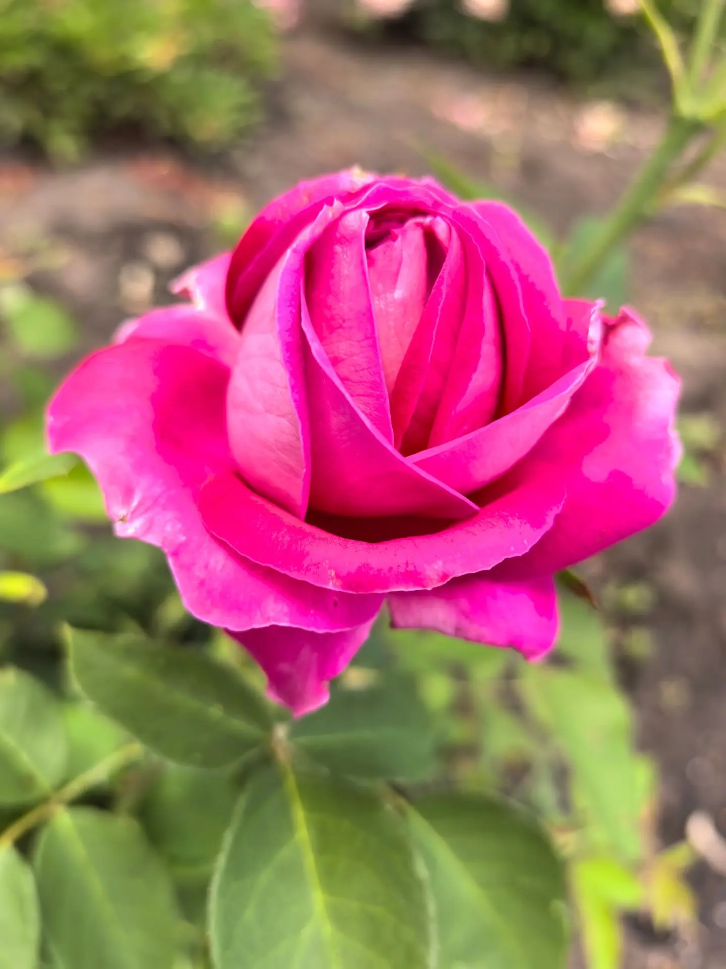 На школьных клумбах зацвели розы 🌹🌹🌹