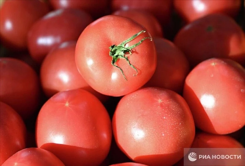 🍅 Помидоры стали самым подешевевшим за май продуктом в России. 

Средние цены на них снизились почт