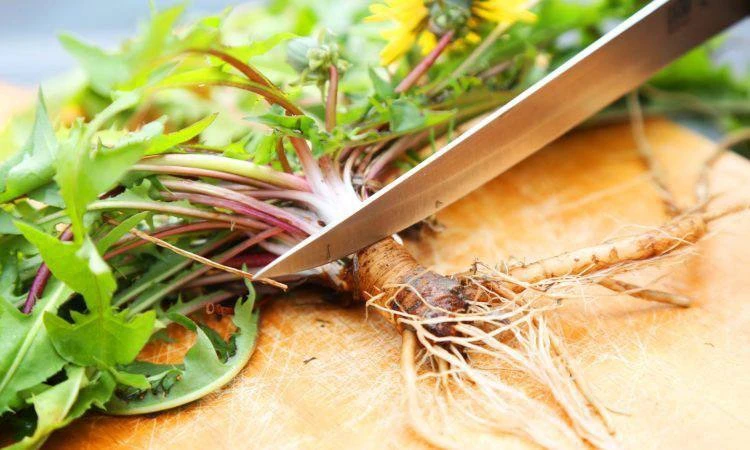 🌿Корень одуванчика для утренней лёгкости