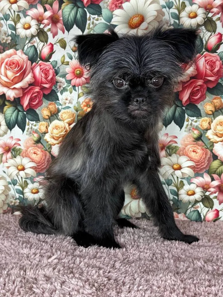 Ищет дом весёлая Гвоздика из «Домика Мелкашей»! 🌷🐕 Москва и МО  Привет, я Гвоздика! 🌸 Я — ваш личный