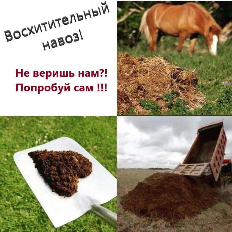 Отдам конский навоз (перегной) бесплатно.