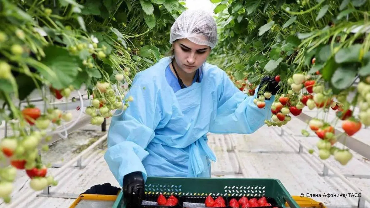 #ТАСС_ЭКГ_RAEX 

Минсельхоз и аграрные вузы обсудят подготовку кадров для АПК на форуме "Три миссии 