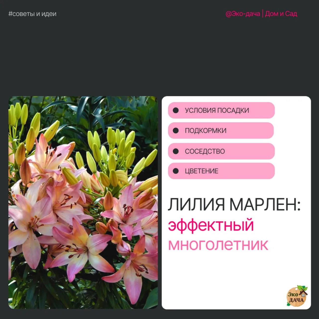 Лилия Марлен🌸

🌸Эффектный многолетник, вырастающий до 1 метра. 
🌱Растение формирует крепкий прямо