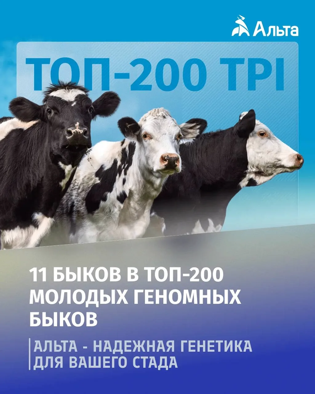 🎉 11 быков Альта — в ТОП-200 молодых геномных быков