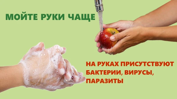 Пришло лето, а с ним – пора соблазнительных, но не всегда мытых фруктов и овощей.