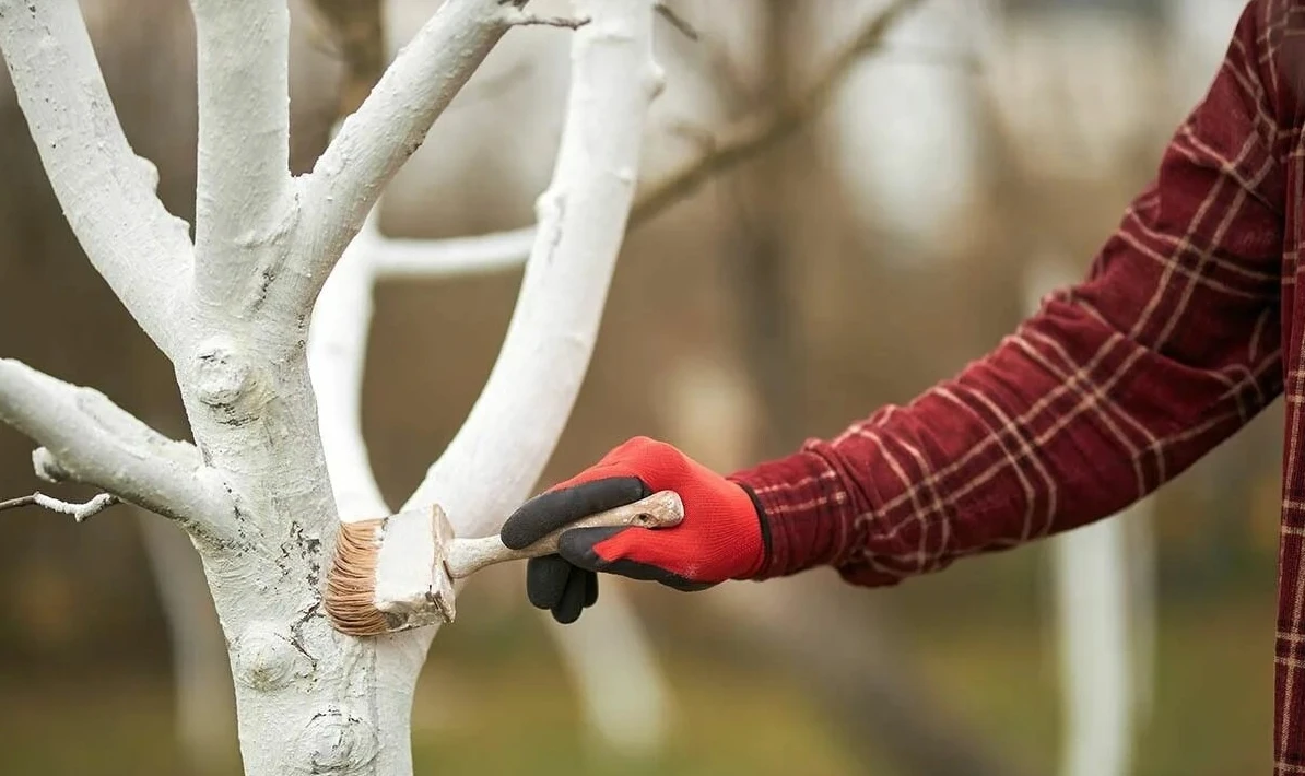 🌳🛡️ Чем белить деревья осенью: что я выбираю и почему