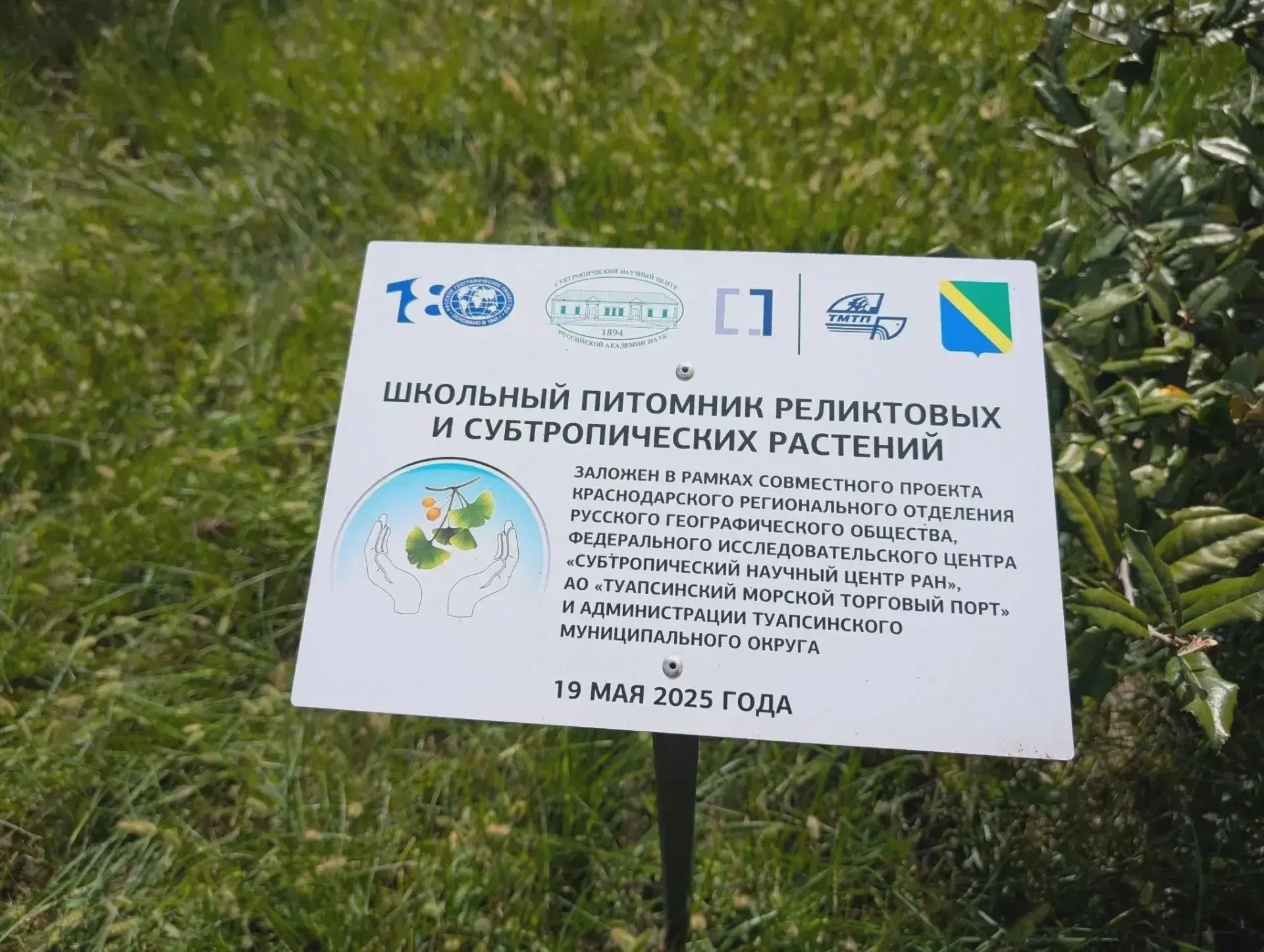 В туапсинских школах проверили, как приживаются гинкго