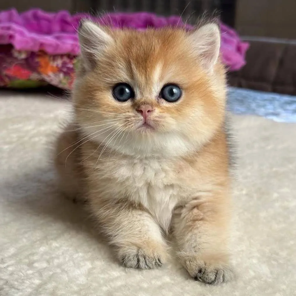 😍 Сегодня празднуется международный день кошек