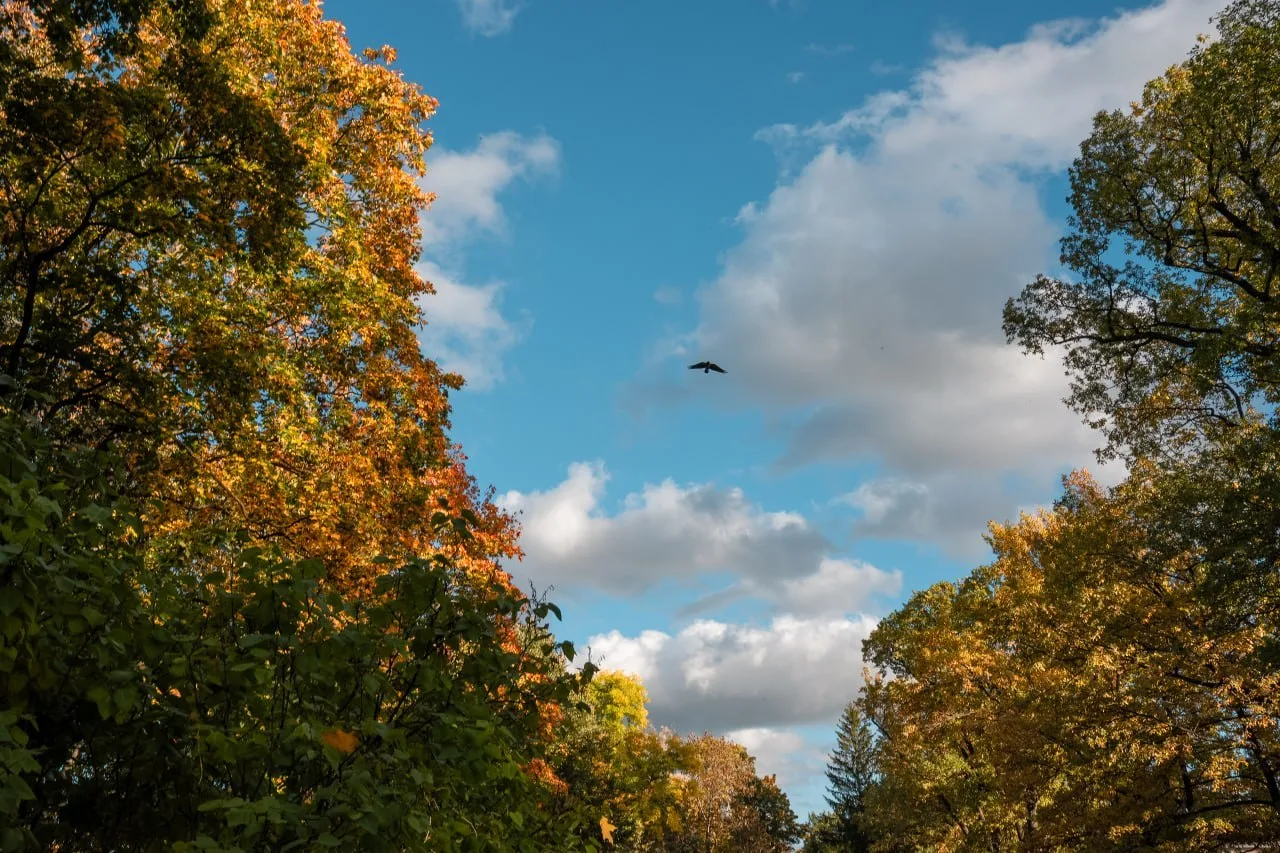🍁Яркие краски осени в Екатерининском парке