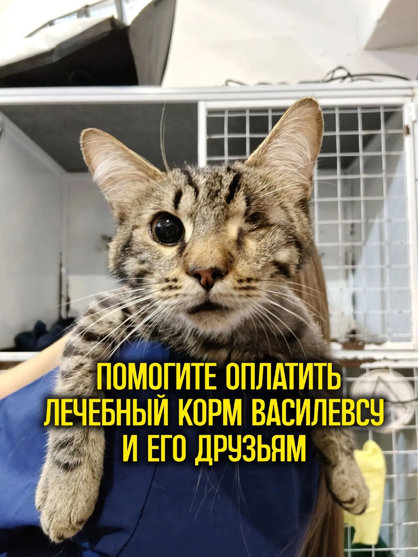 Друзья! Нам нужна помощь в покупке лечебных кормов котикам!