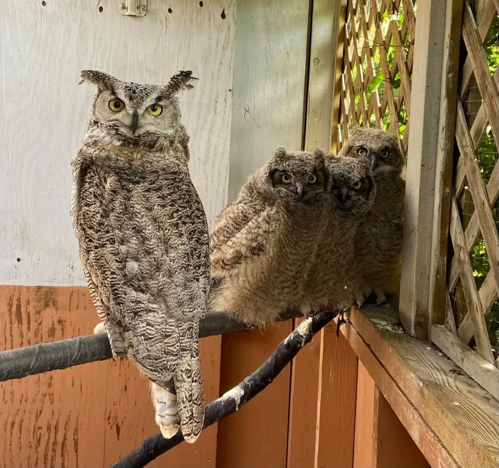 🦉 Сова-героиня.