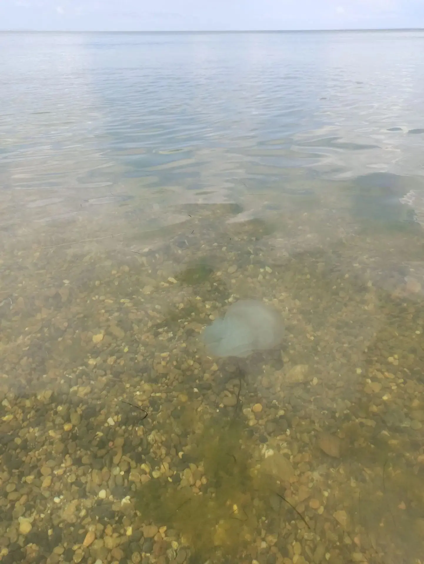 Солёность Азовского моря достигла исторического максимума