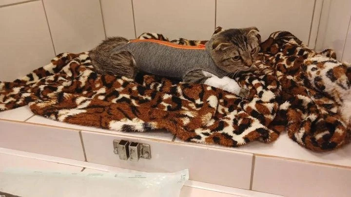 Кошка со штырём в теле оказалась домашней и выпала с 14-го этажа

Волонтёры сначала думали, что над 