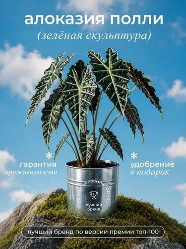 Откройте для себя мир комнатных растений 🌸