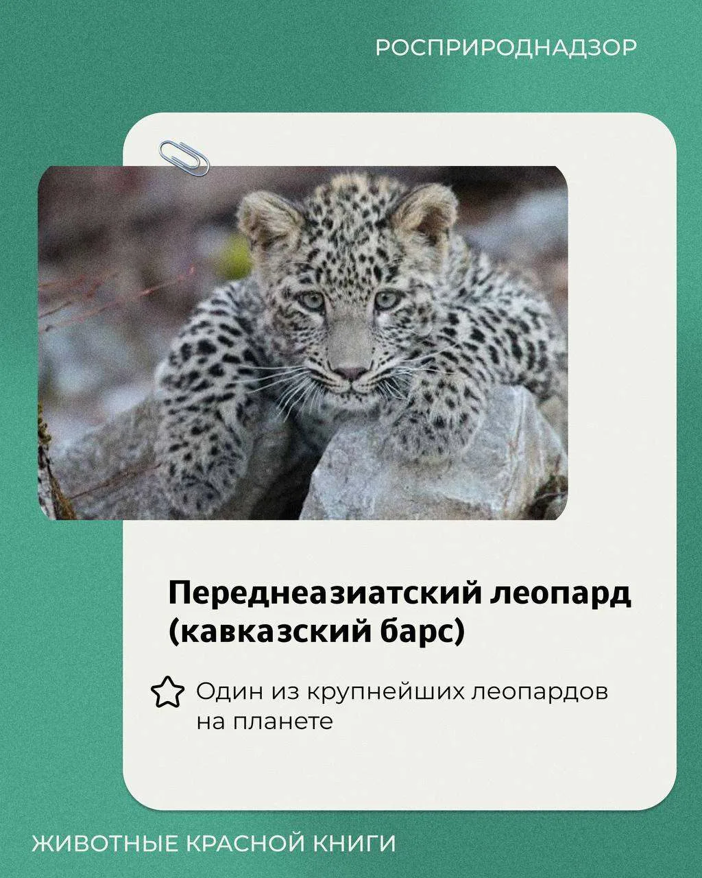 15 июля в России отмечался День переднеазиатского леопарда — одного из самых редких хищ...