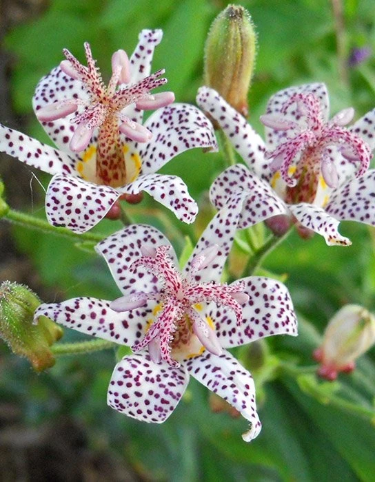 🌸Трициртис коротковолосистый (Tricyrtis hirta)