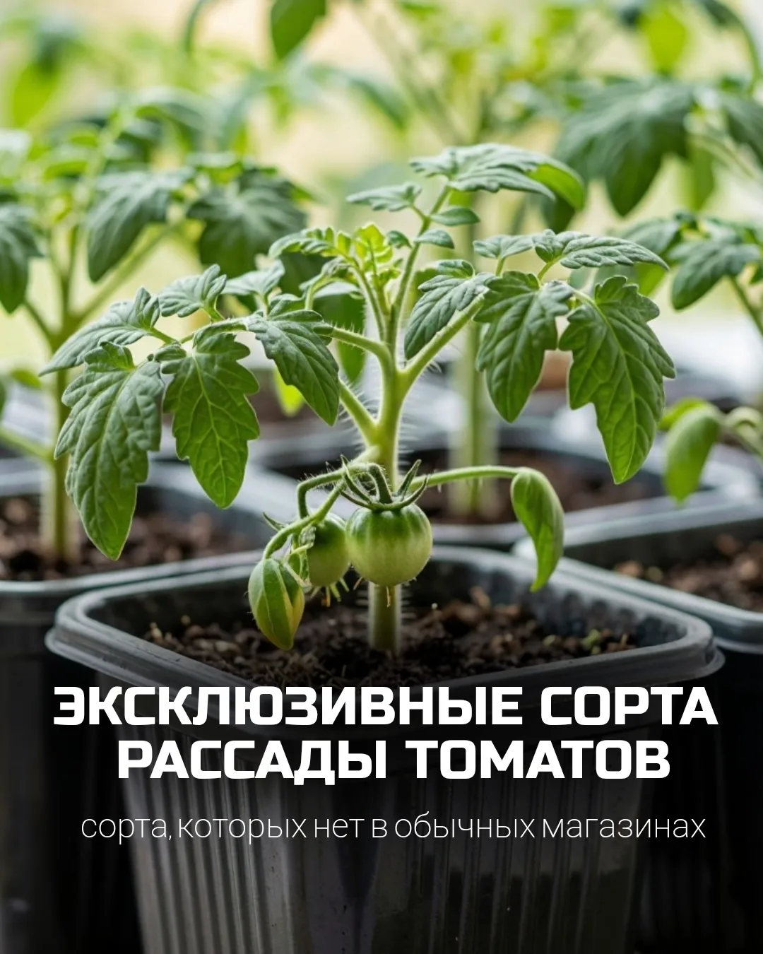Эксклюзивная рассада томатов в наличии в садовом центре «Брусника»!