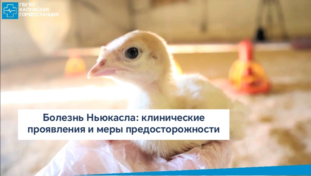 Болезнь Ньюкасла – высококонтагиозная вирусная болезнь птиц отряда куриных. Инфекция ха...