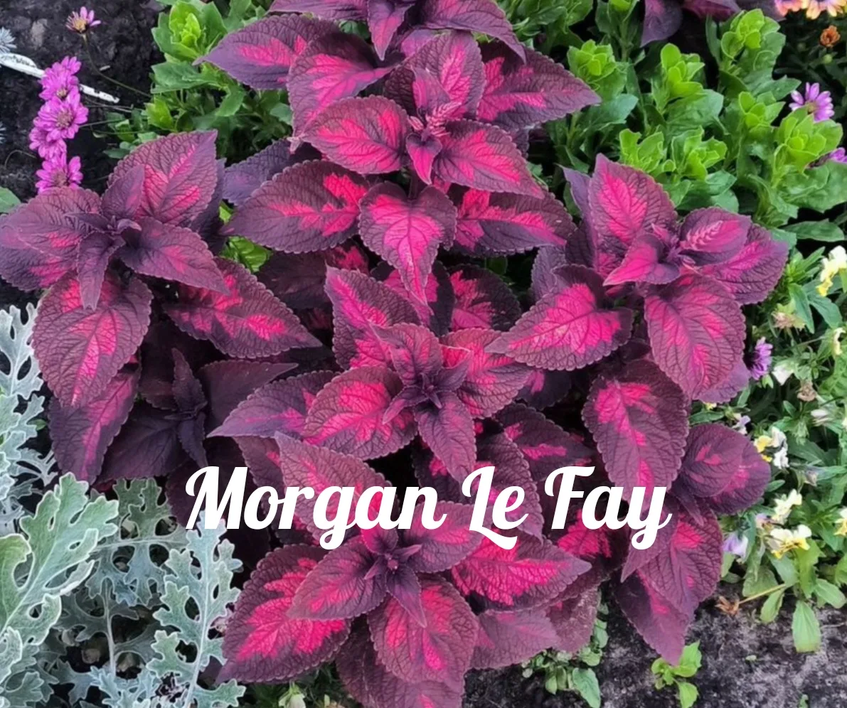 Morgan Le Fay