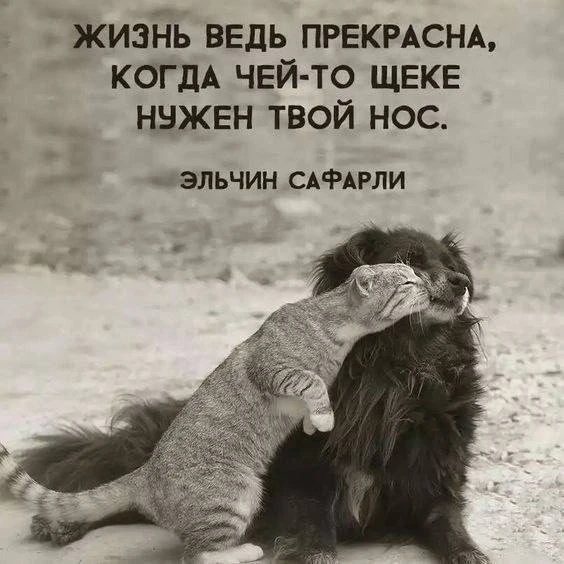 Цитаты о жизни
