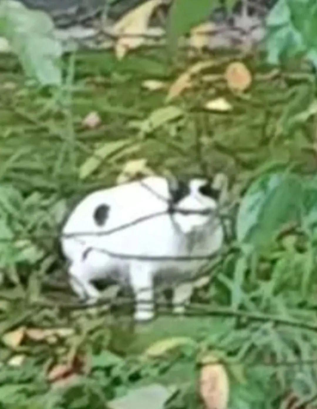 Sos🆘‼️‼️ Очень нужна помощь коту/кошечке подростку! Появилась неделю назад, очень голо...