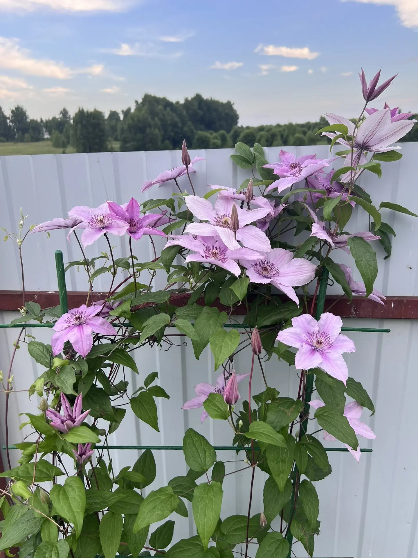 Немного дачной красоты 🌷🌹🌺