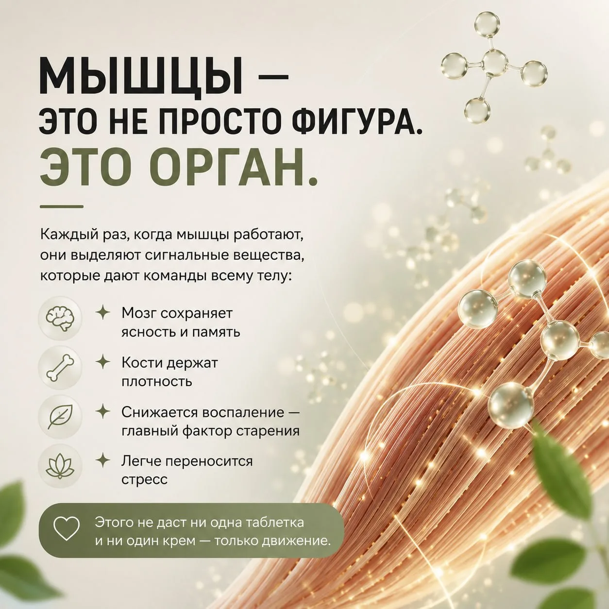 Самый недооценённый орган в теле — это мышцы.