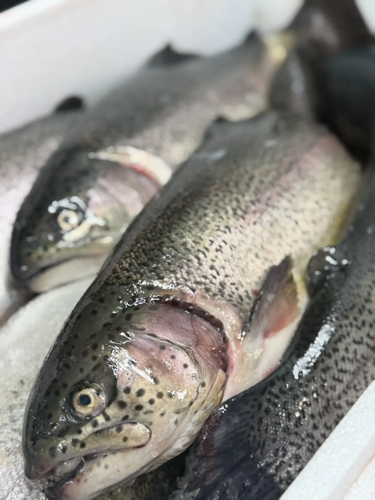🔥 ПОЛУЧИЛИ ДОЛГОЖДАННУЮ ФОРЕЛЬ 🎣  Во всех наших магазинах «Первый Ягодный» поступление: ОХЛАЖДЕННАЯ 