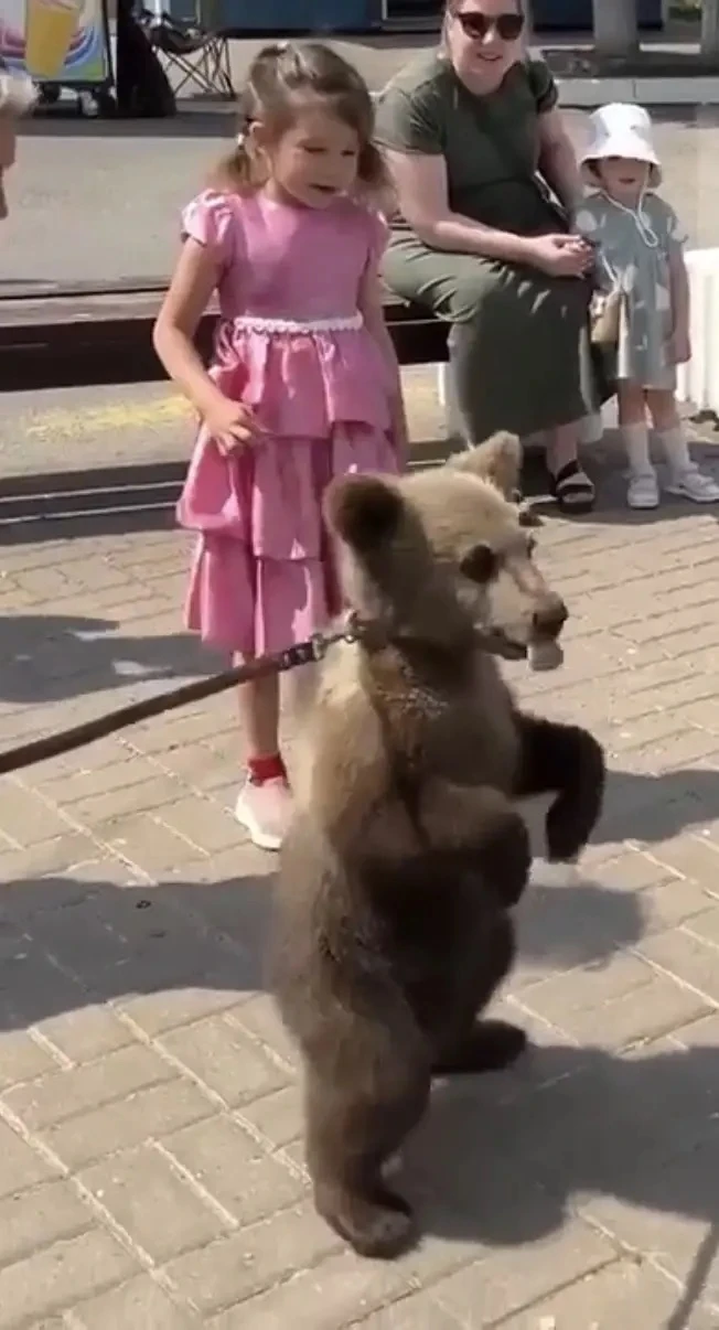 🐻 Четырёхмесячная медведица Маня стала звездой фестиваля в Тарусе

На фестивале «Петухи и гуси» вни